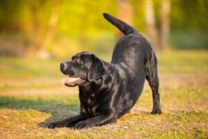 Read more about the article Как научить собаку кланяться: 6 советов и хитростей