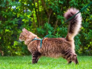 Read more about the article Жестоко ли заставлять кошку носить поводок?  То, что вы должны знать