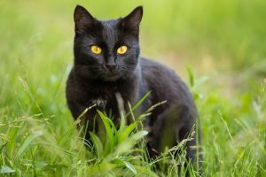 Read more about the article Когда отмечается Национальный день признания черной кошки и что это такое?