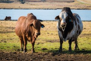 Read more about the article Порода крупного рогатого скота боран: факты, использование, происхождение и характеристики