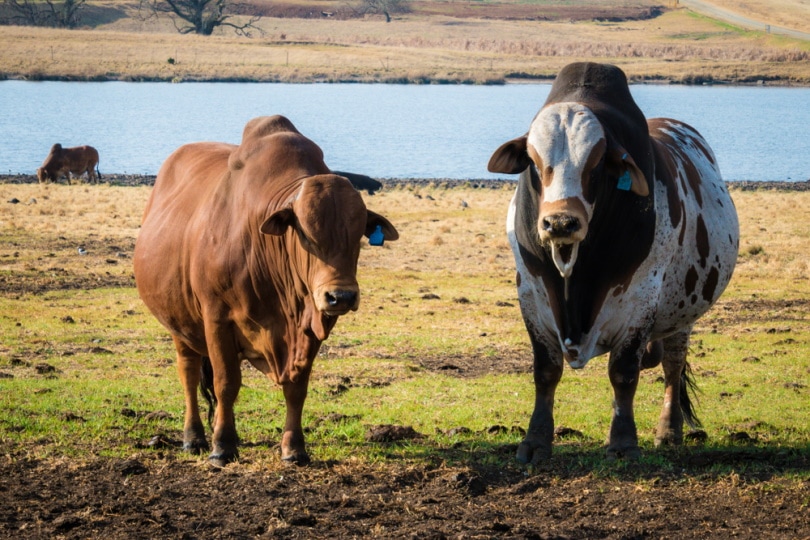 You are currently viewing Порода крупного рогатого скота боран: факты, использование, происхождение и характеристики