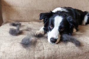 Read more about the article Что такое остевые волосы у собак?  Что они делают?