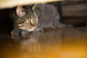 Read more about the article Почему моя кошка прячется под кроватью?  7 вероятных причин