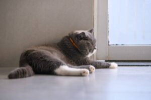 Read more about the article Кошка вдруг захотела побыть одна?  10 возможных причин почему