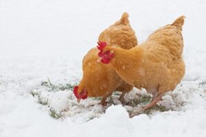 Read more about the article Насколько холодно для моих цыплят?  (Руководство по температуре 2023 г.)