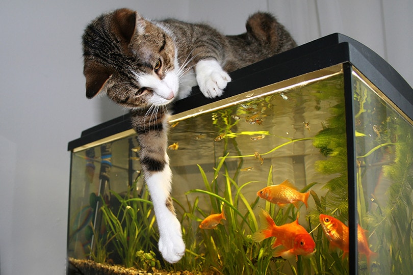 You are currently viewing Как защитить аквариум от кошек: 8 советов и хитростей