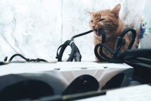 Read more about the article Как отучить кошку жевать электрические провода (7 проверенных методов)