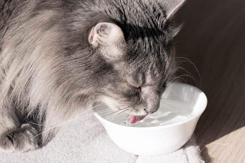 You are currently viewing Почему моя кошка не пьет воду из миски?  6 распространенных причин