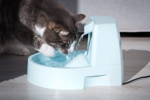 Read more about the article Как почистить фонтан для кошек за 4 простых шага