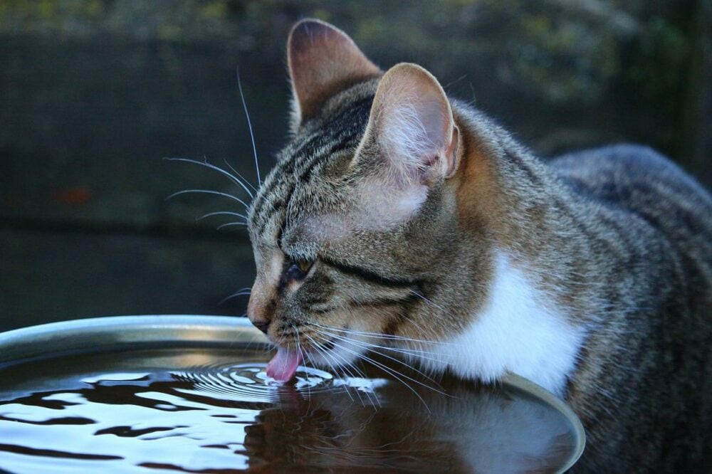 кошка пьет воду