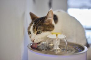 Read more about the article Почему миска для воды моей кошки становится слизистой?  3 распространенные причины