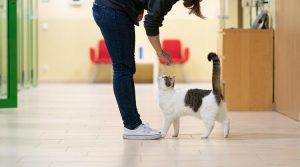 Read more about the article Как защитить квартиру от кошек: 15 советов и хитростей
