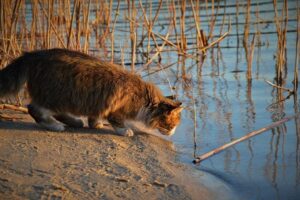 Read more about the article 5 причин, почему кошки ненавидят воду: вот что говорит наука