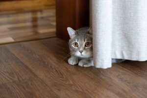Read more about the article Как долго моя кошка будет прятаться, если испугается?  Факты, одобренные ветеринаром
