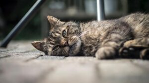 Read more about the article Как кошки чувствуют боль?  Это похоже на людей?