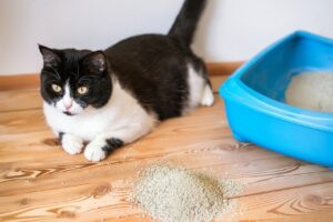 Read more about the article Моя пожилая кошка не использует лоток, что не так?  8 возможных причин