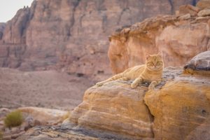 Read more about the article История кошек в Египте: объяснение происхождения и предков