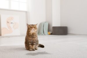 Read more about the article Кошки писают, когда напуганы?  Расшифровка поведения вашей кошки