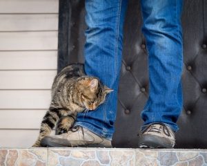 Read more about the article 9 распространенных признаков того, что ваша кошка вас защищает