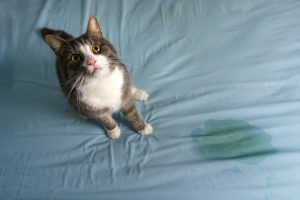 Read more about the article Почему моя кошка писает на диван: 8 возможных причин