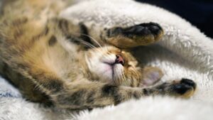 Read more about the article 24 позы для сна кошки и что они означают