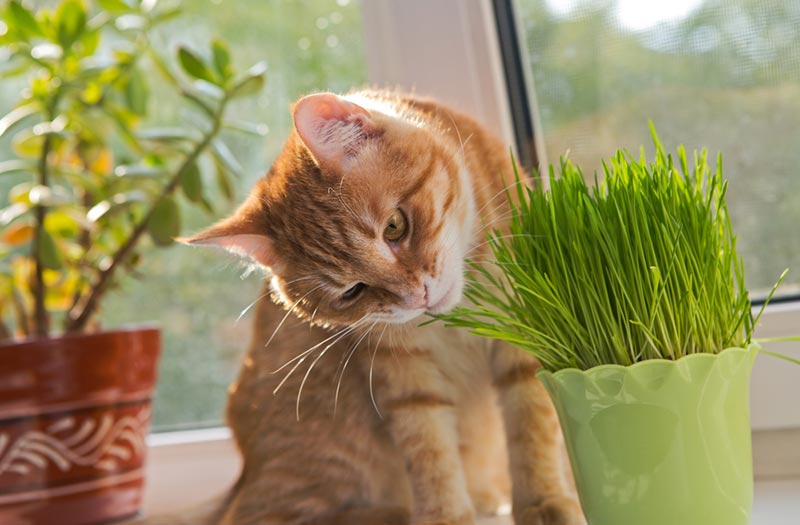 кот нюхает вазу с кошачьей травой
