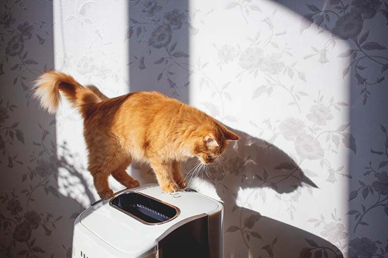 You are currently viewing Поможет ли очиститель воздуха избавиться от запаха кошачьего туалета?  Удивительный ответ!