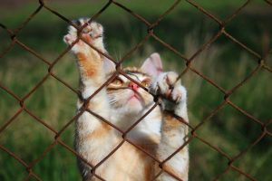 Read more about the article 5 планов забора для кошек своими руками, которые вы можете сделать сегодня (с иллюстрациями)