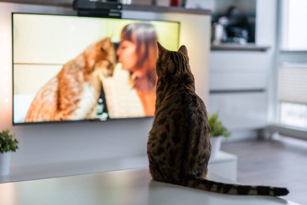 You are currently viewing 9 лучших видео с кошками: список обязательных к просмотру 2022 года