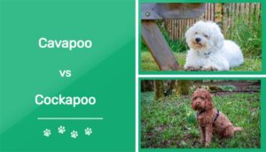 Read more about the article Cavapoo против Cockapoo: что мне подходит?