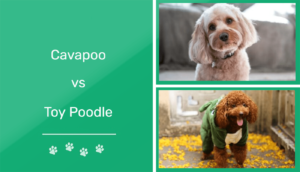 Read more about the article Cavapoo vs Toy Poodle: какой из них мне подходит?  Наше сравнение 2022 года