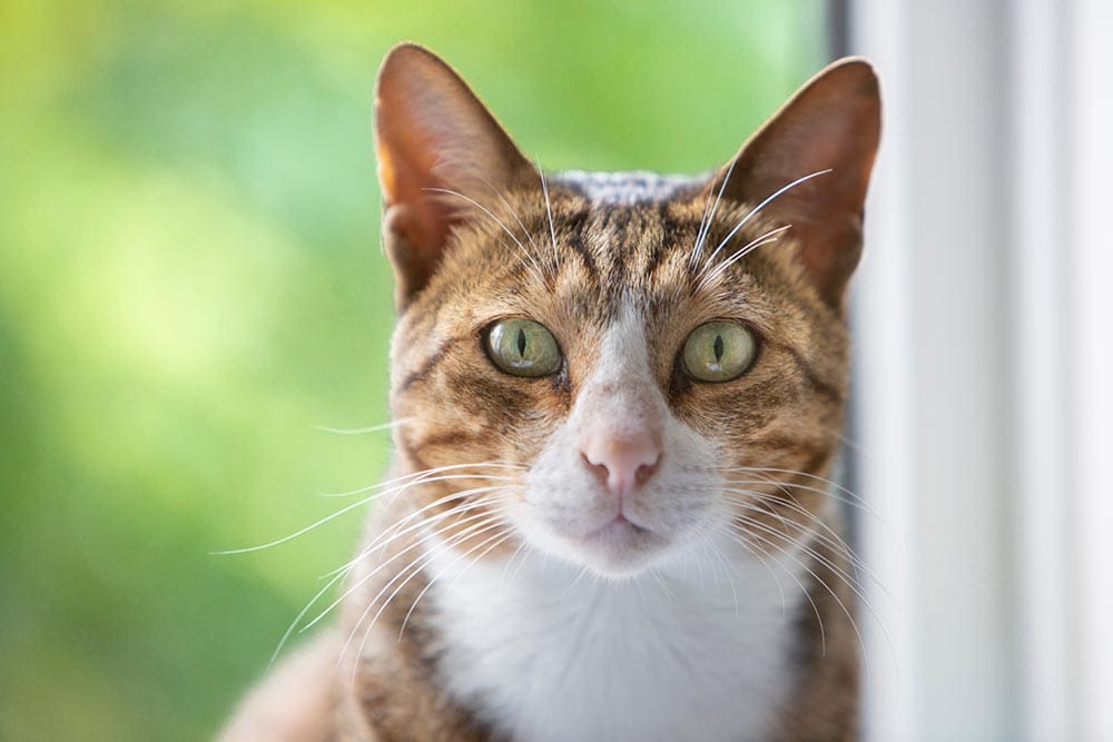 You are currently viewing 7 причин, почему у вашей кошки сухой нос — стоит ли беспокоиться?