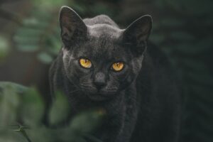 Read more about the article Черная кошка с желтыми глазами — редкость?  Интересный ответ!