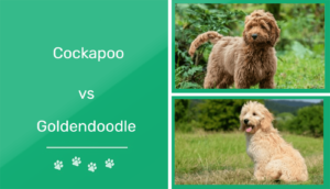 Read more about the article Cockapoo против Goldendoodle: что мне подходит?  (с картинками)