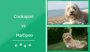 Read more about the article Cockapoo против Maltipoo: что мне подходит?  (с картинками)