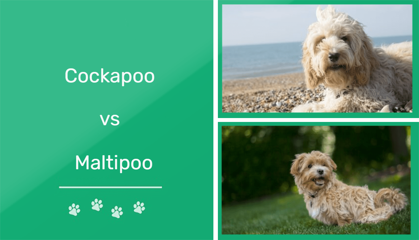 You are currently viewing Cockapoo против Maltipoo: что мне подходит?  (с картинками)