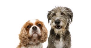Read more about the article Какие породы собак были Леди и Бродяга?  Знаменитые кинособаки!