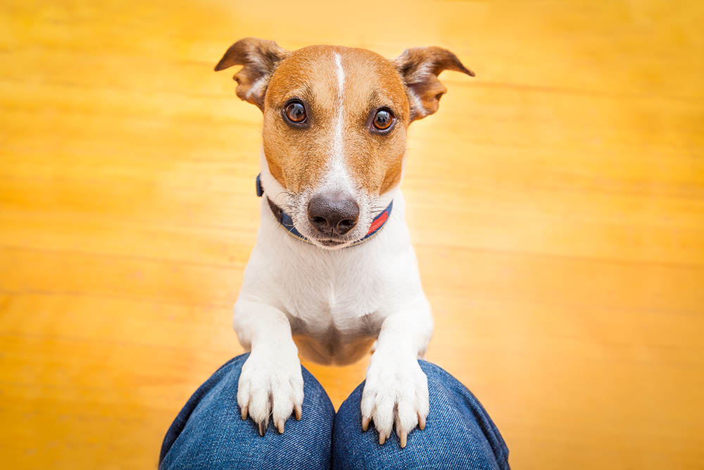 You are currently viewing Как научить собаку попрошайничать — 7 советов и хитростей