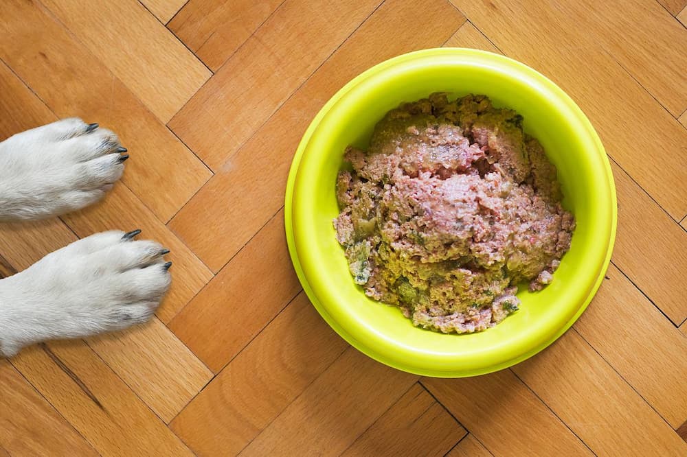 собака рядом с миской с зеленой едой