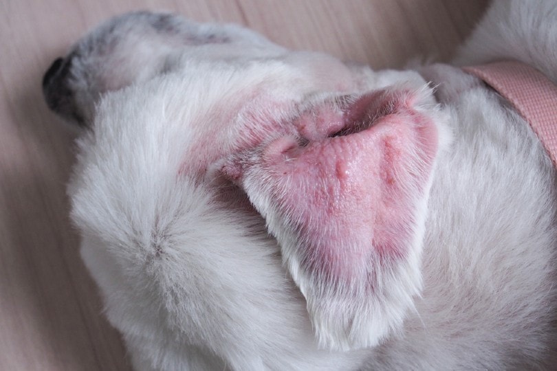 You are currently viewing Сколько времени потребуется, чтобы сошла гематома уха собаки?