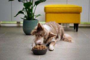 Read more about the article Что случилось с Mighty Dog Food?  Он все еще существует в 2022 году?