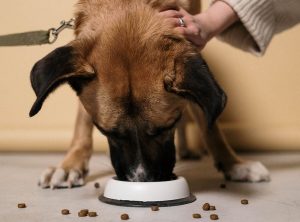 Read more about the article Почему моя собака оставляет еду на полу?  7 возможных причин