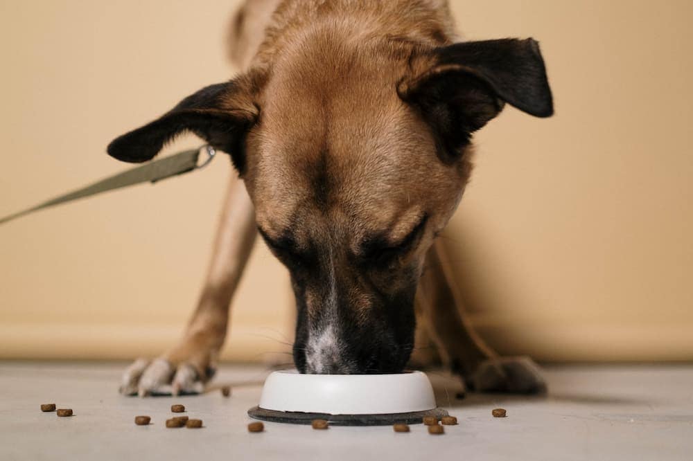 собака ест в миске с едой