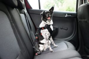 Read more about the article Насколько жарко для собаки в машине?  Что тебе нужно знать!