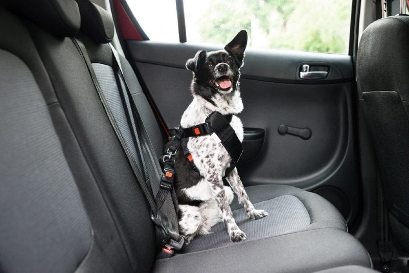 собака на заднем сиденье автомобиля