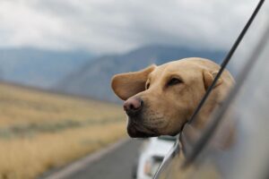 Read more about the article Как помочь собаке с автомобильной болезнью (8 эффективных советов)