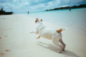 Read more about the article 10 лучших солнцезащитных кремов для собак в 2023 году: обзоры и лучшие советы