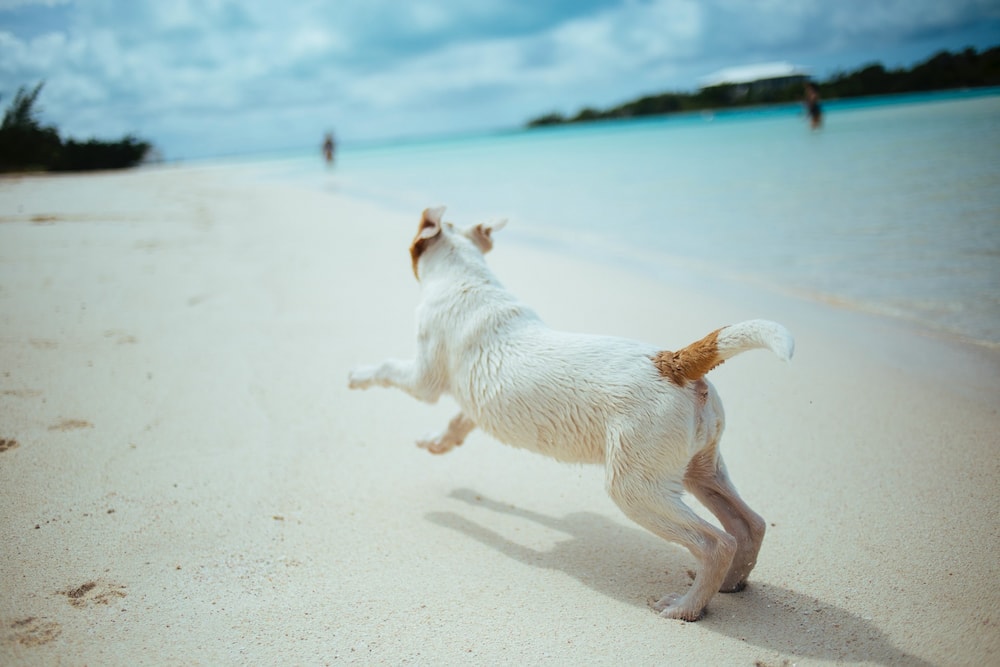 You are currently viewing 10 лучших солнцезащитных кремов для собак в 2022 году — обзоры и лучший выбор