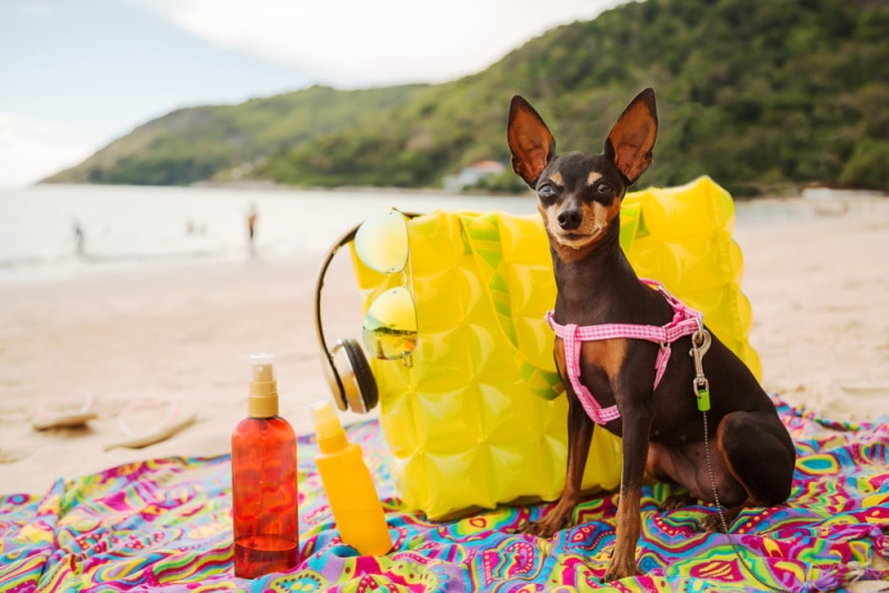 You are currently viewing Нужен ли собакам солнцезащитный крем?  Существует ли определенный тип для собак?