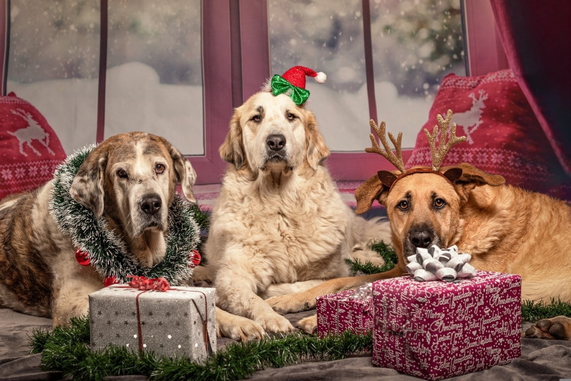 собаки в рождественских костюмах